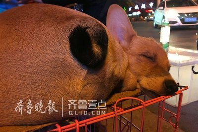 路邊攤購犬需謹慎，資深養狗人教你如何慧眼識良犬